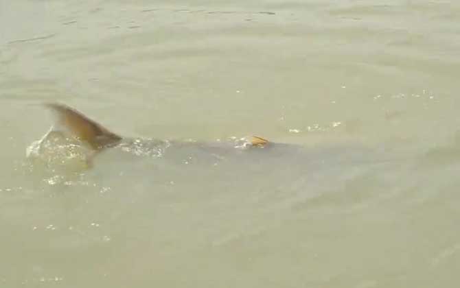 鳡鱼冬天还进食吗