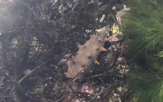 海参需要每天吃吗