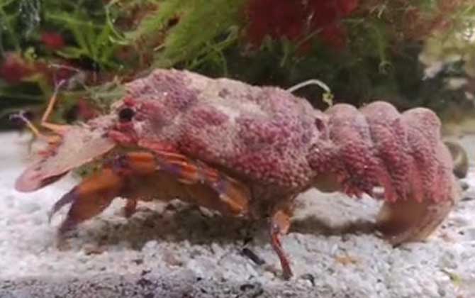 海知了是什么动物