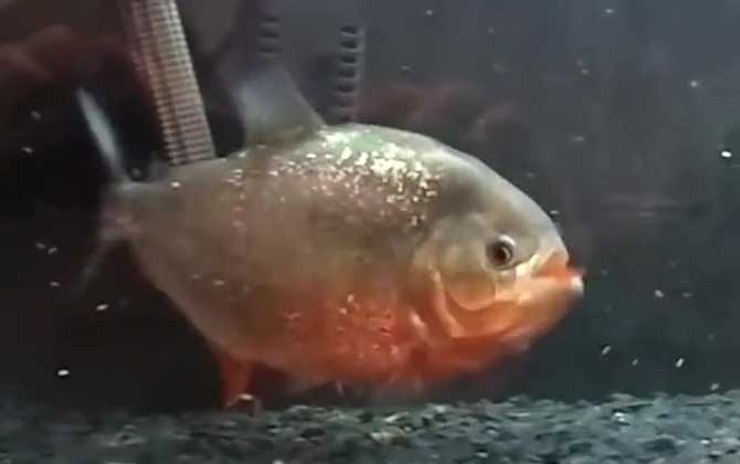 水虎鱼吃什么食物