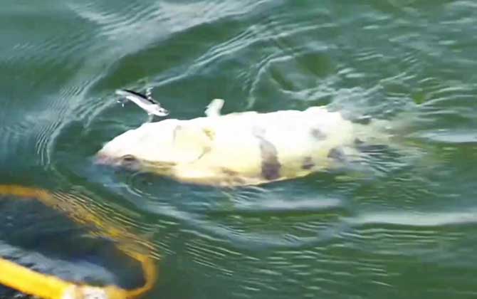 鳜鱼产卵期是几月份