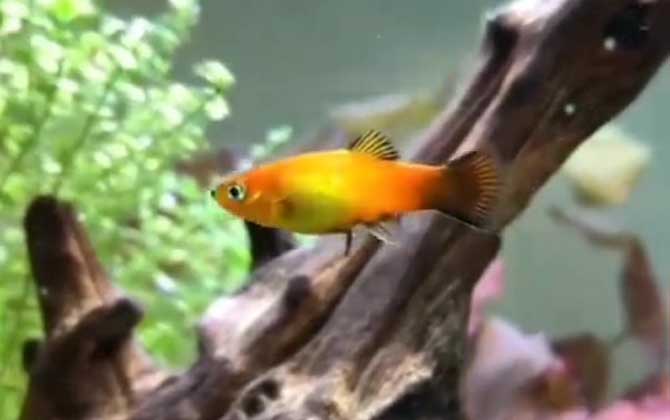 月光鱼一胎可以生几只