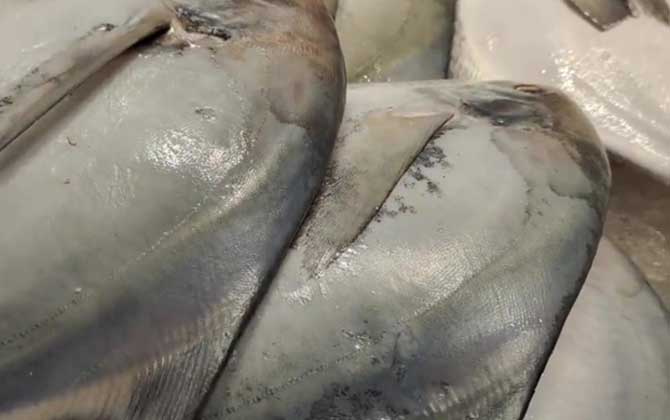 扁扁的大片鱼是什么鱼