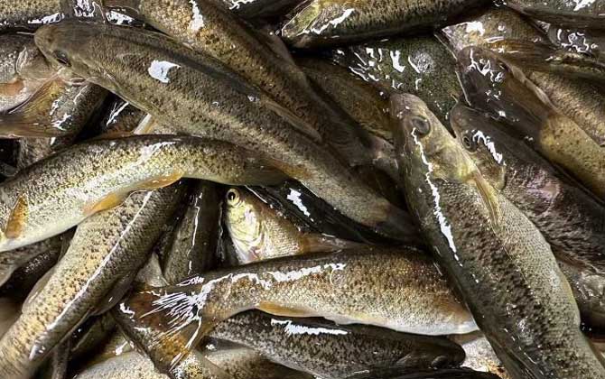 拉氏鱥是什么鱼