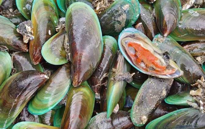 贻贝和青口贝的区别