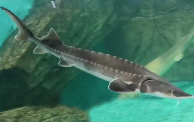 中华鲟吃什么食物