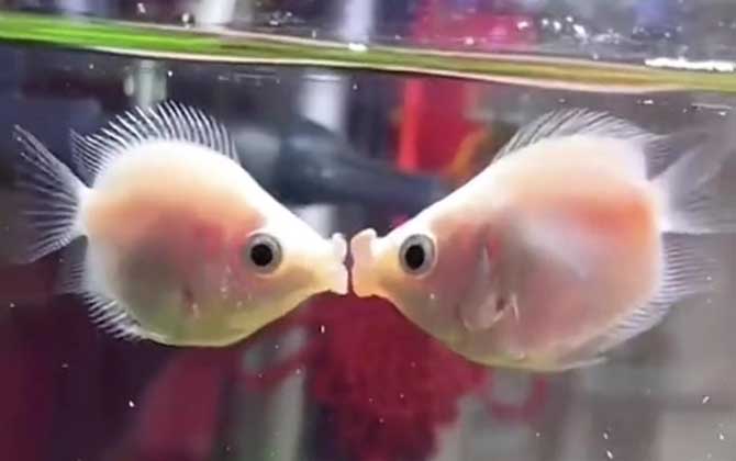 接吻鱼能和孔雀混养吗