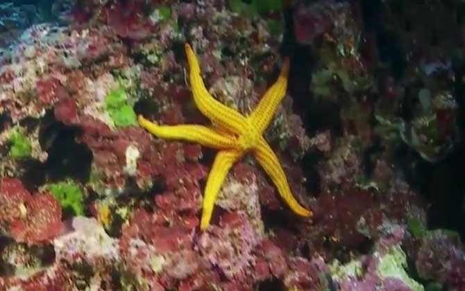 海星