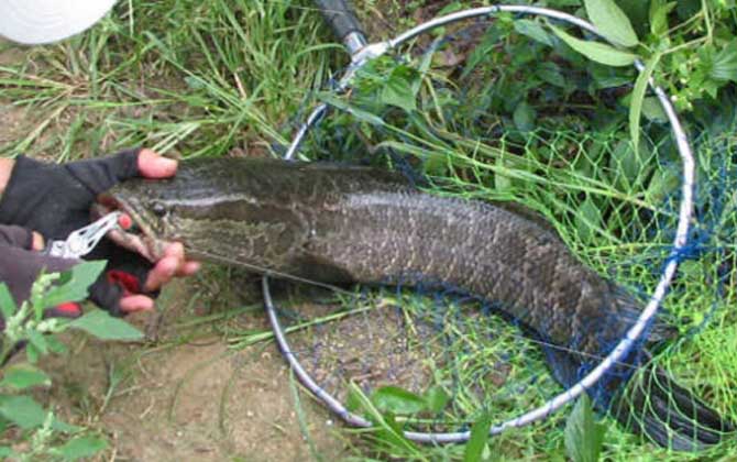 蛇头鱼原产地在哪里