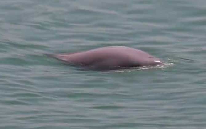 江豚是什么动物