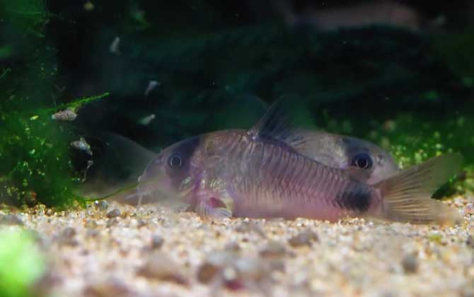 鼠鱼怎么分公母