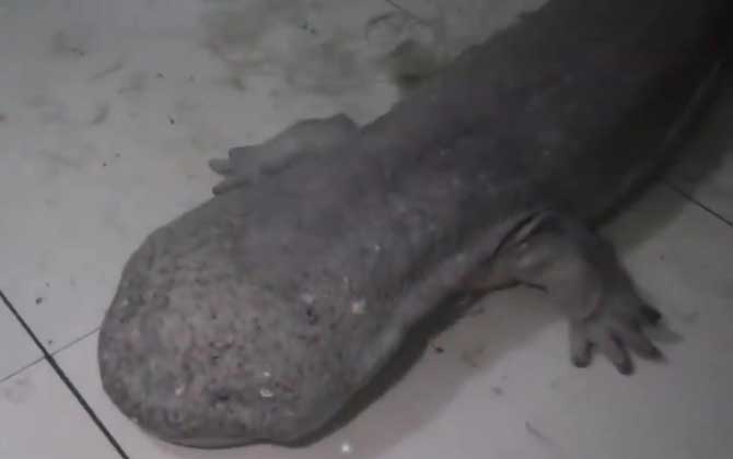 野生娃娃鱼吃了判几年