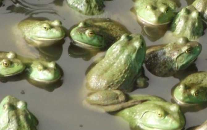 美国青蛙是什么动物