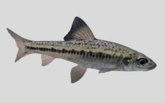 暗斑银鮈是什么鱼