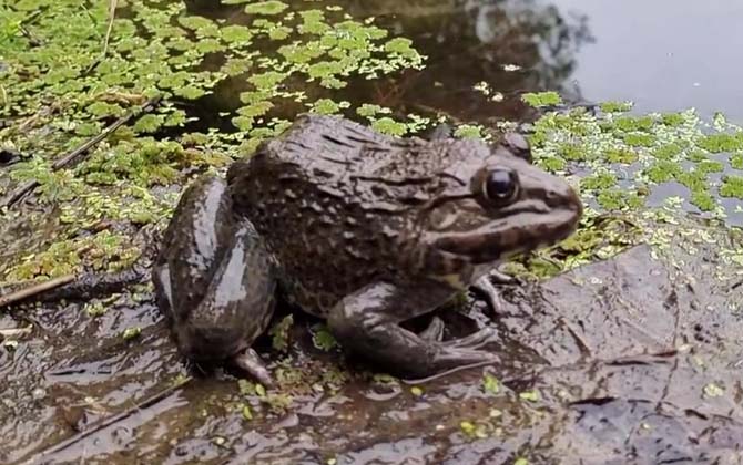 田鸡和牛蛙的区别