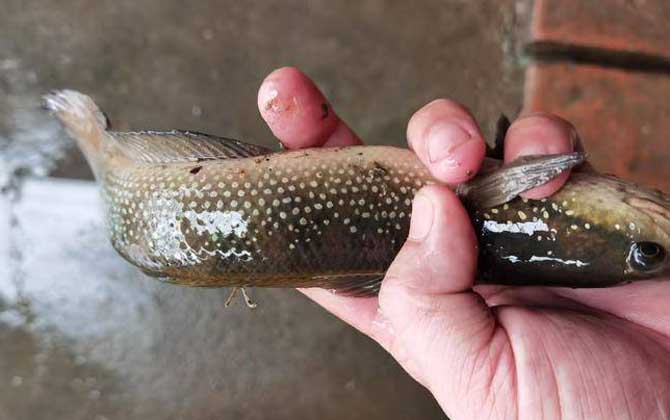 七星鱼一年产卵几次