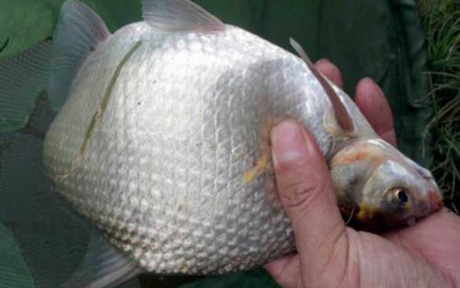 鳊花鱼是什么鱼