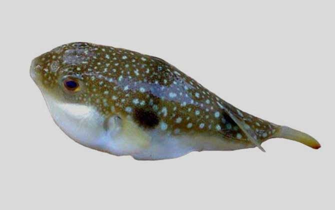 墨绿东方鲀是什么鱼