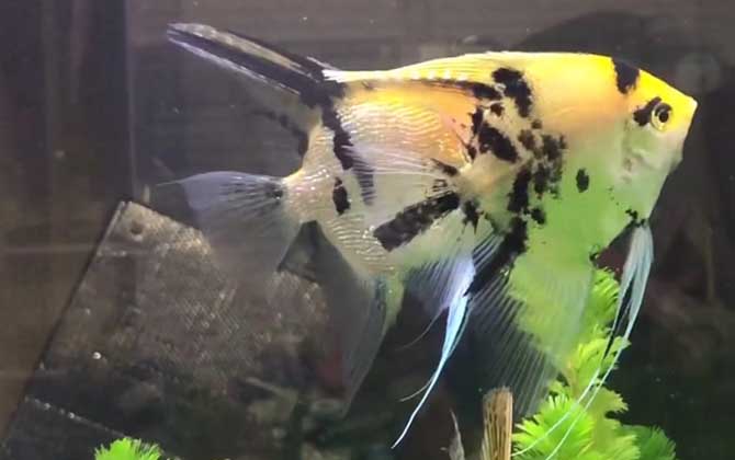 燕鱼和神仙鱼的区别