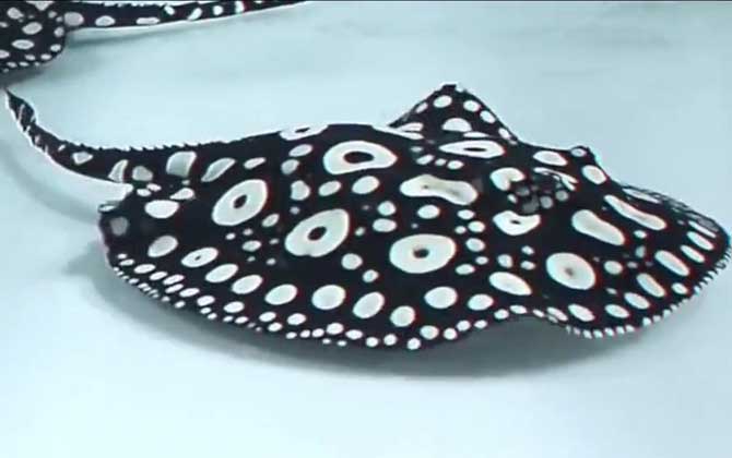 魟鱼价格多少钱一条