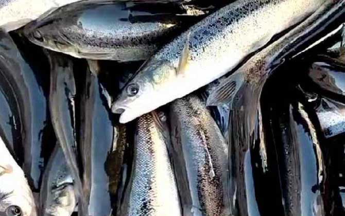 柳根鱼学名叫什么