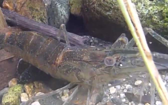 河虾种类名称及图片大全