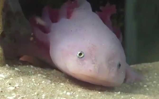 钝口螈是什么动物