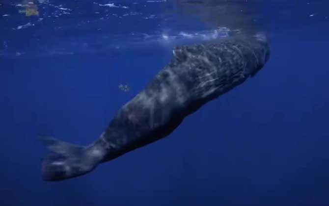 藤壶在鲸鱼身上疼吗