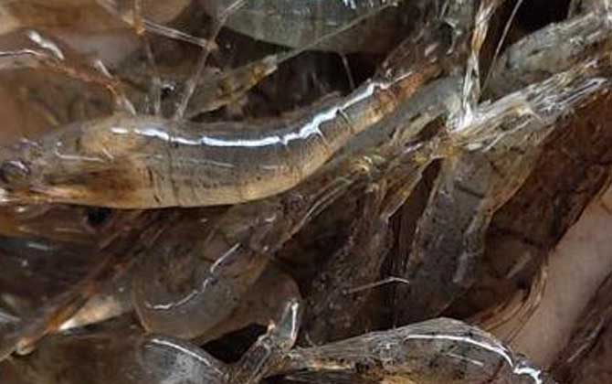 虾线如何快速去除