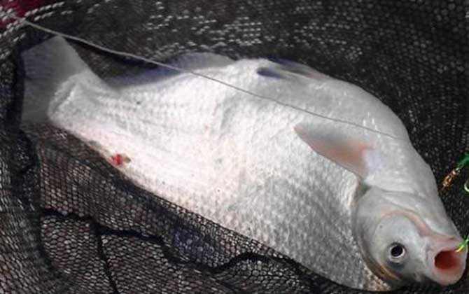 鳊鱼是淡水鱼还是海水鱼