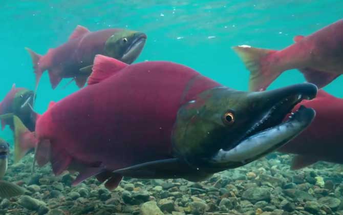 鲑鱼是三文鱼吗