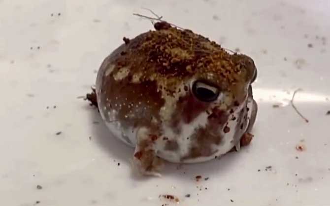 馒头蛙是什么动物