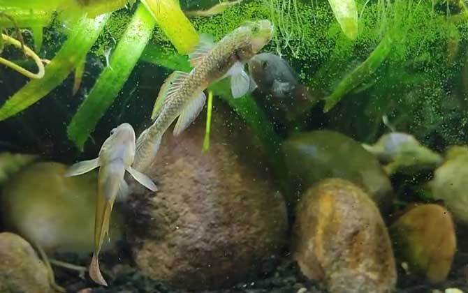 虾虎鱼吃什么食物