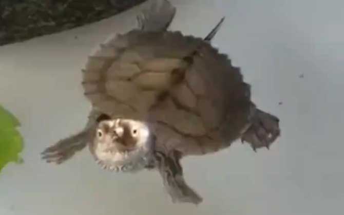 地图龟为什么不好养