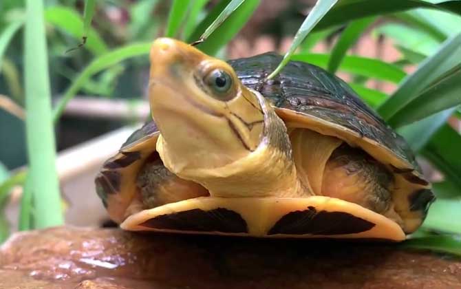 金头闭壳龟是什么龟