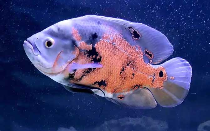 地图鱼寿命能活几年