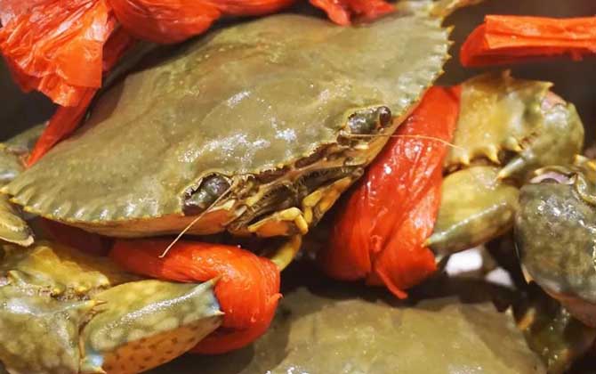 膏蟹是什么蟹种