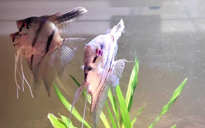 神仙鱼