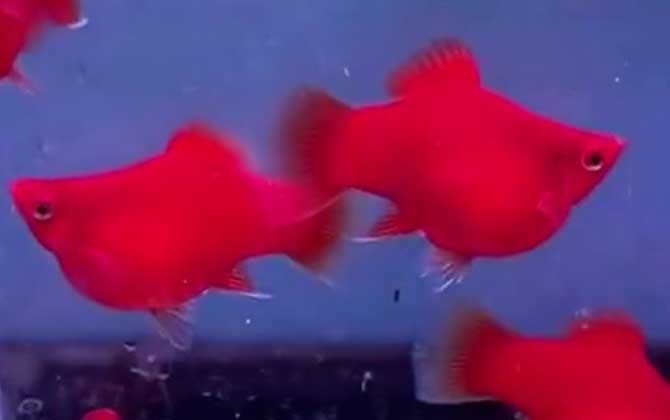红玛丽鱼是什么鱼