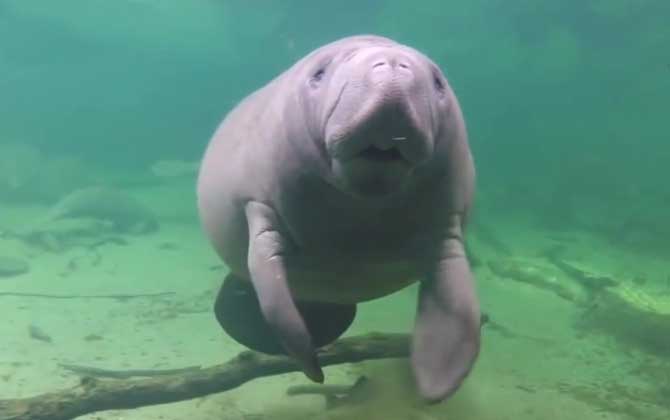 海牛