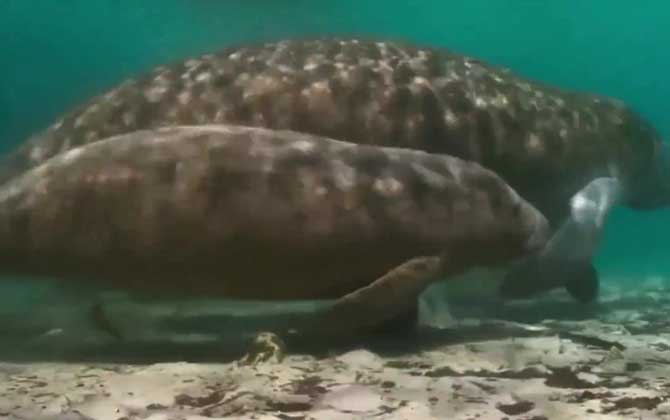 海牛