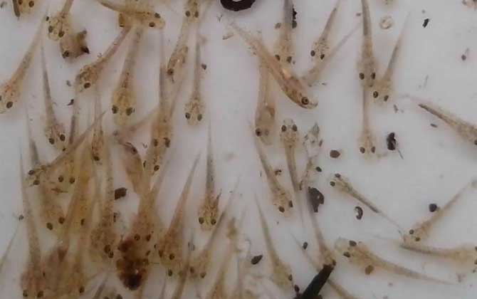 刚出生的小鱼吃什么