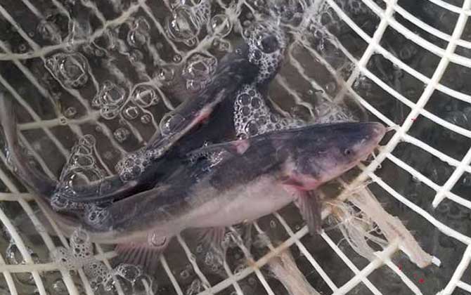 鱼钩鱼是什么鱼