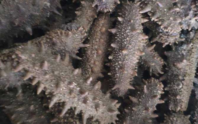 海参怎么样才是好的