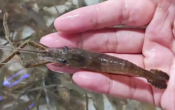 什么东西最吸引河虾